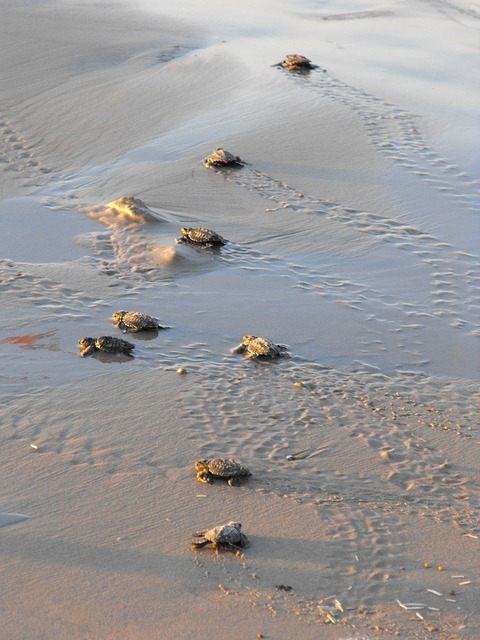 las tortugas marinas al nacer caminan hacia el mar