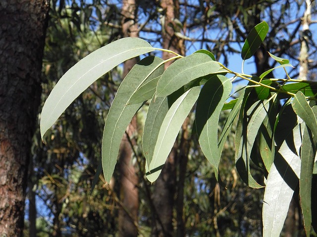 hierve hojas de eucalipto como remedio contra los piojos
