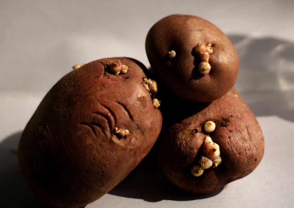 los tubérculos de las patatas almacenan almidón
