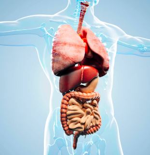 el benceno entra al cuerpo por piel y pulmones