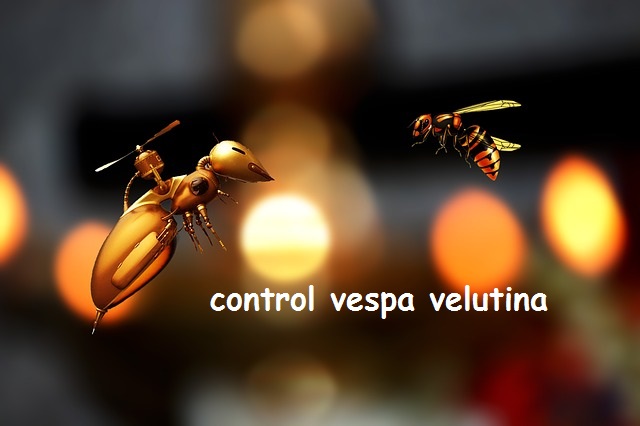 drones abeja control plaga vespa velutina asiática