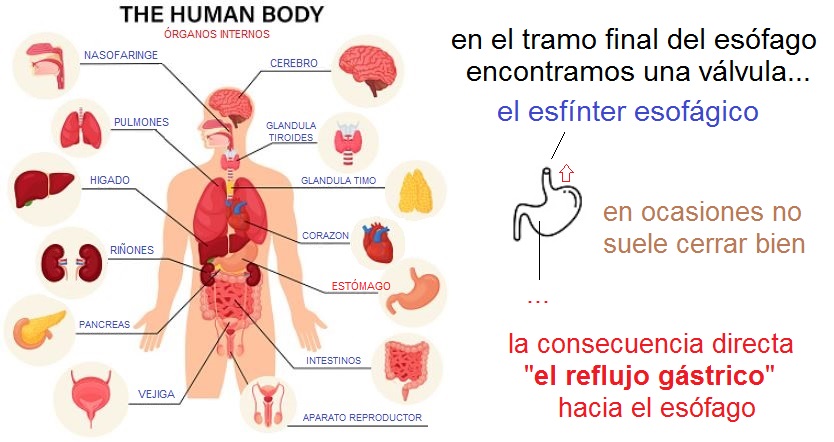 el pH del estómago y su regulación en el organismo