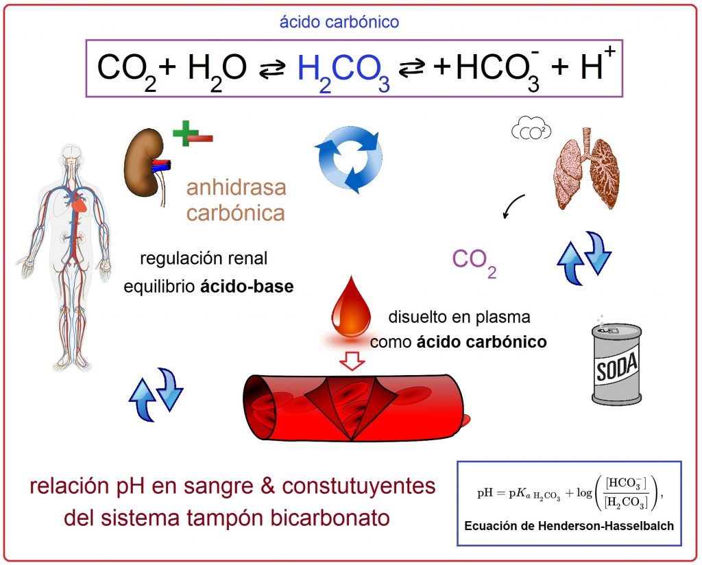 el pH y su regulación en el organismo - el complejo sistema tampón de bicarbonato