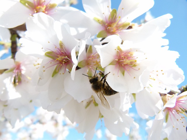 abeja melífera nectando de flor de almendro
