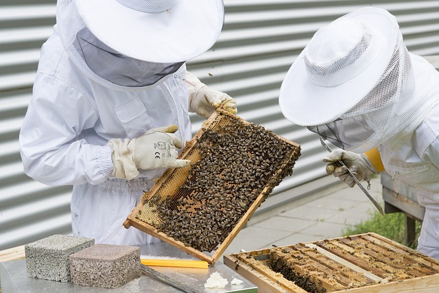 apicultores preocupados por la avispa asiática (Vespa velutina)